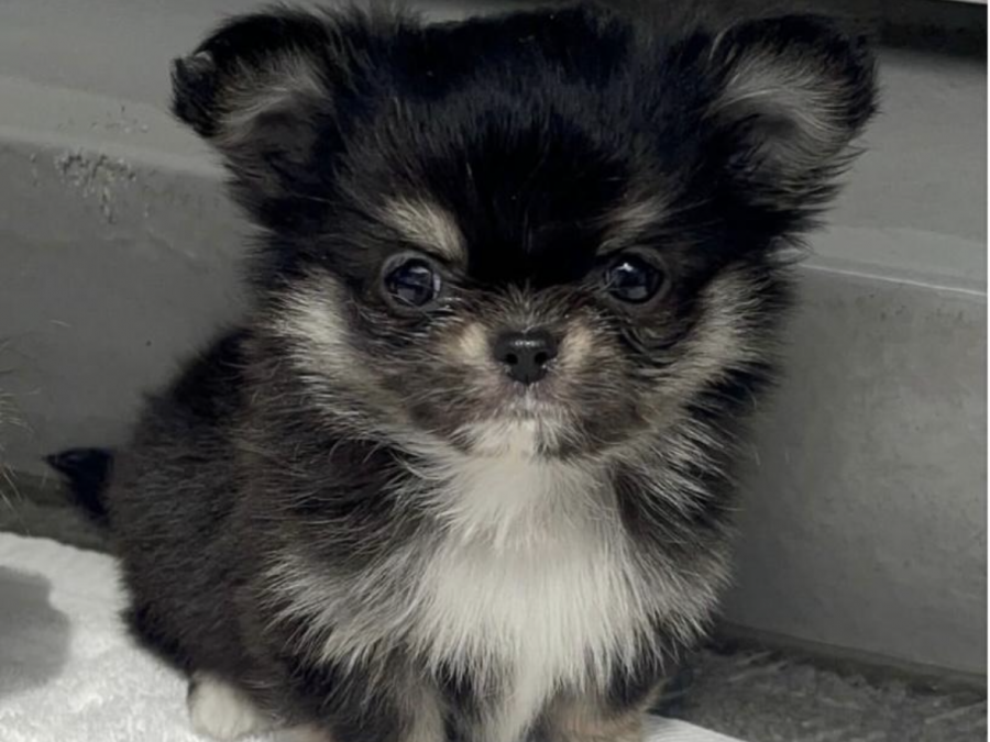 Chihuahua for sale in Meath - photo 3