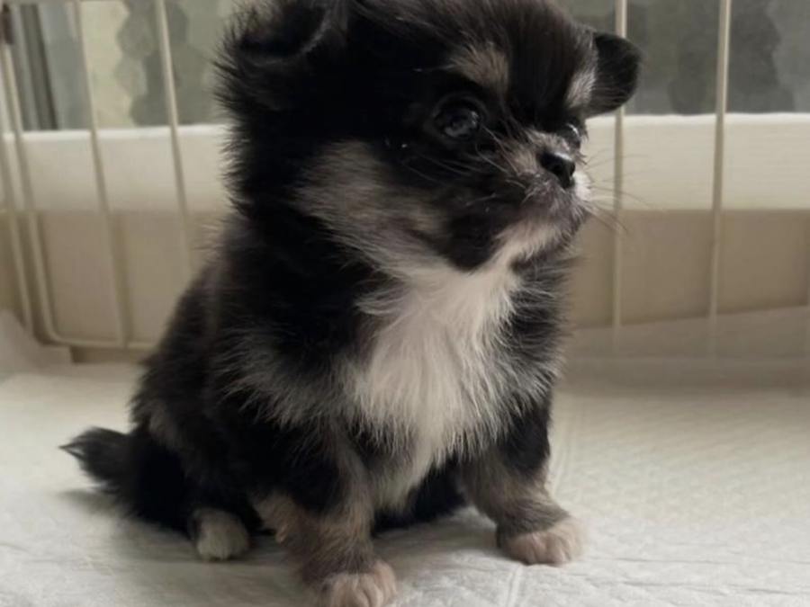 Chihuahua for sale in Meath - photo 2