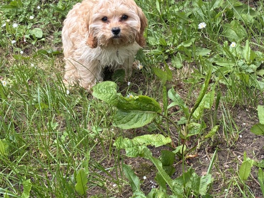 Adorable cavachon