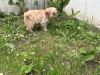 Cavachon for sale in Clare - photo 2