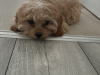Cavachon for sale in Clare - photo 3