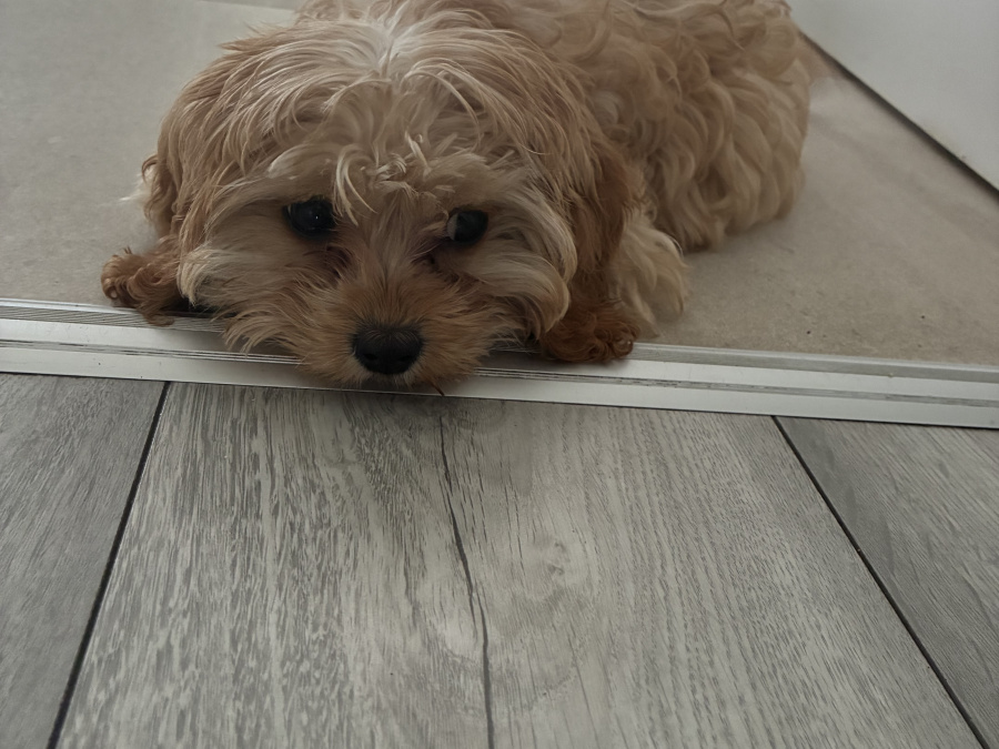 Cavachon for sale in Clare - photo 3