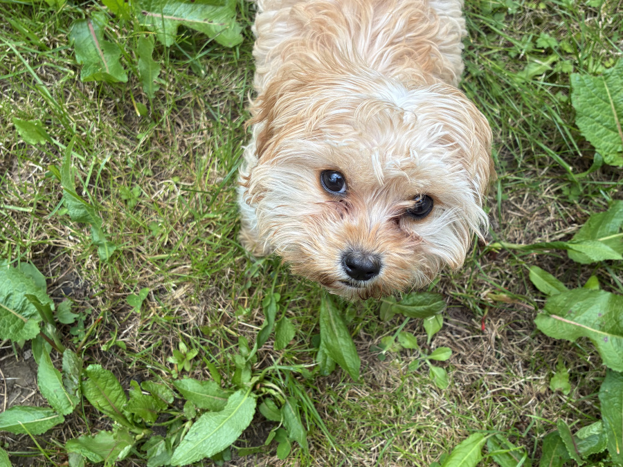 Cavachon for sale in Clare - photo 4