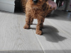Poodle for sale in Kerry - photo 1