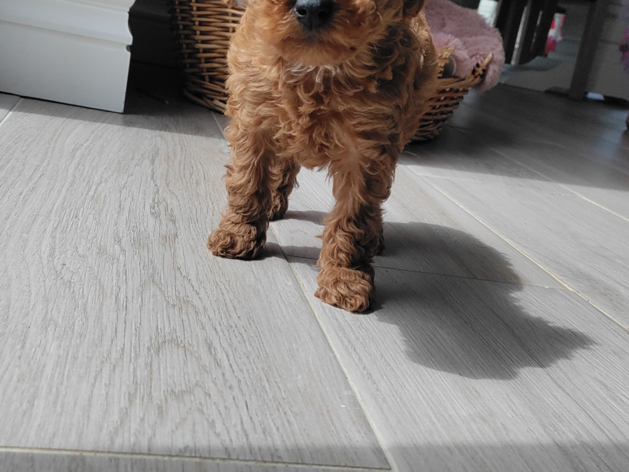 Poodle for sale in Kerry - photo 1