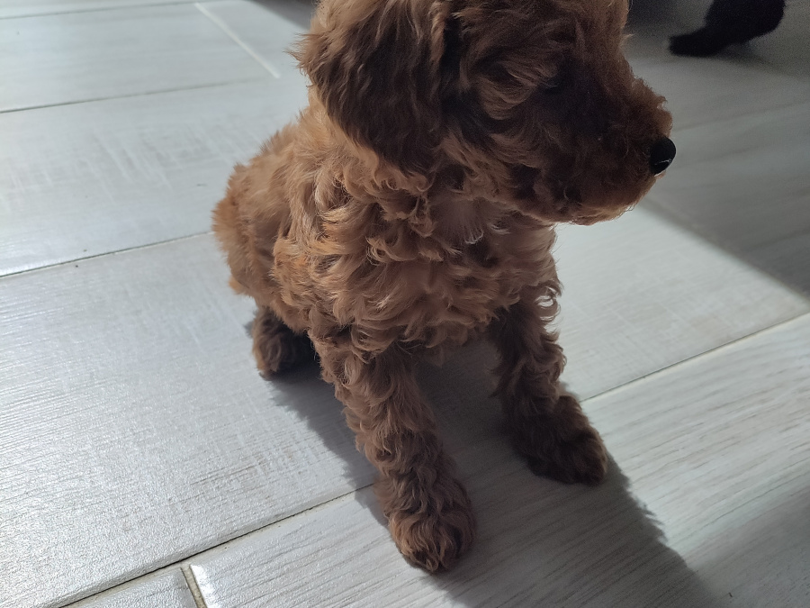 Poodle for sale in Kerry - photo 2