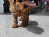 Poodle for sale in Kerry - photo 3