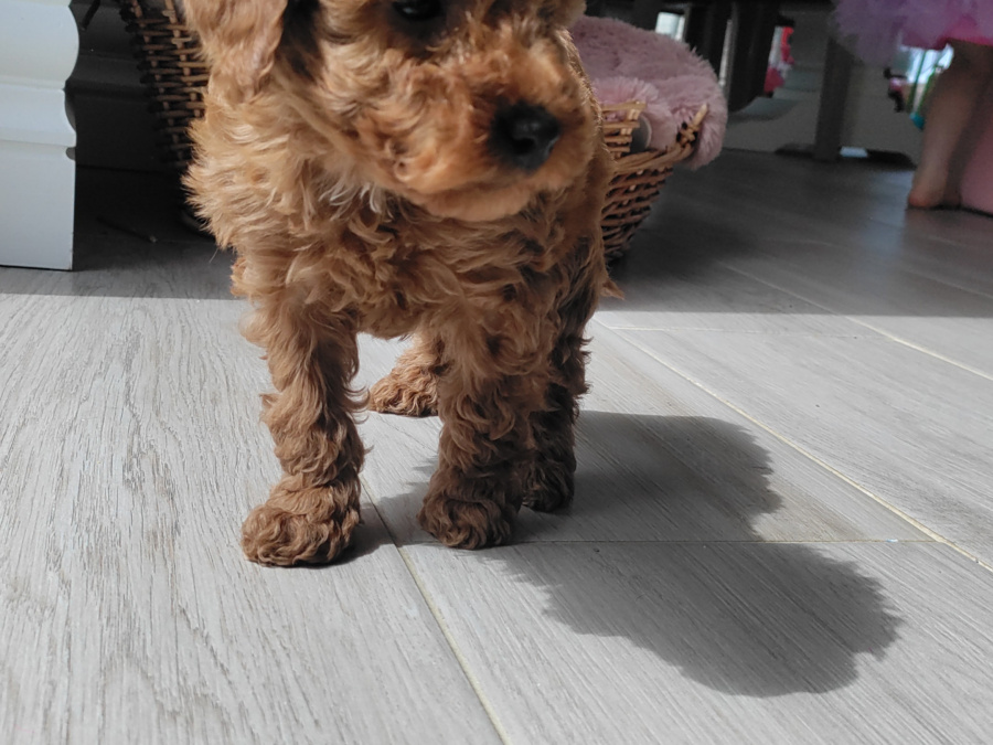 Poodle for sale in Kerry - photo 3