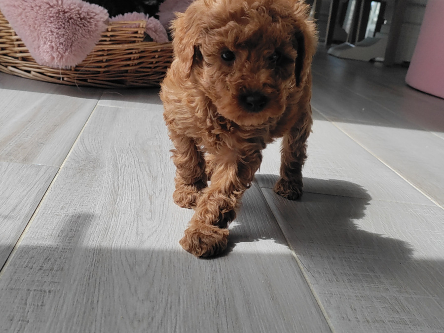 Poodle for sale in Kerry - photo 4