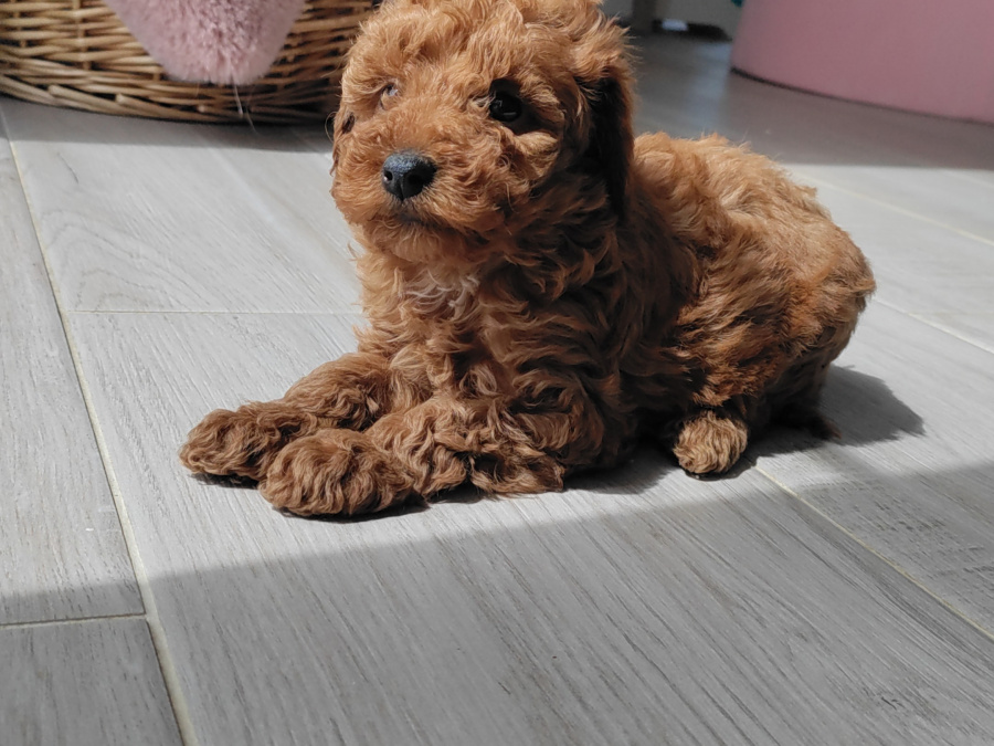 Poodle for sale in Kerry - photo 3