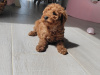 Poodle for sale in Kerry - photo 5