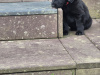 German Shepherd for sale in Wexford - photo 1