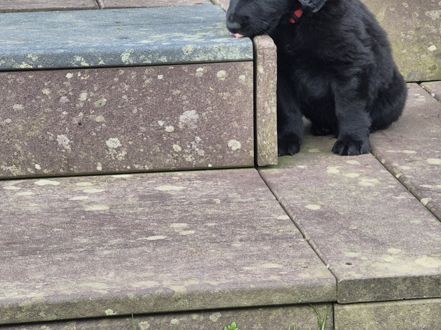 German Shepherd for sale in Wexford - photo 1