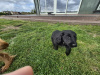 German Shepherd for sale in Wexford - photo 2