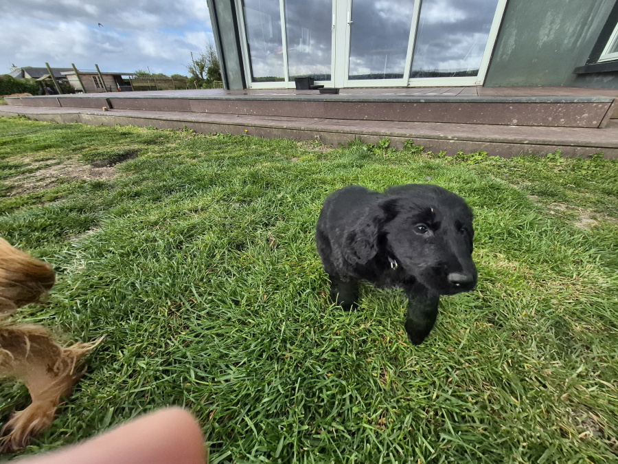German Shepherd for sale in Wexford - photo 2