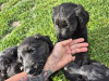German Shepherd for sale in Wexford - photo 3