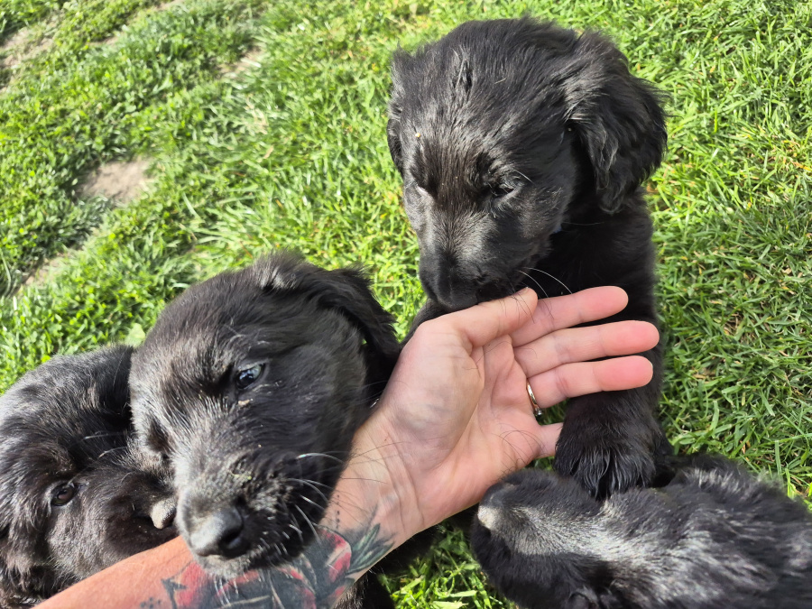 German Shepherd for sale in Wexford - photo 3