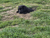 German Shepherd for sale in Wexford - photo 5