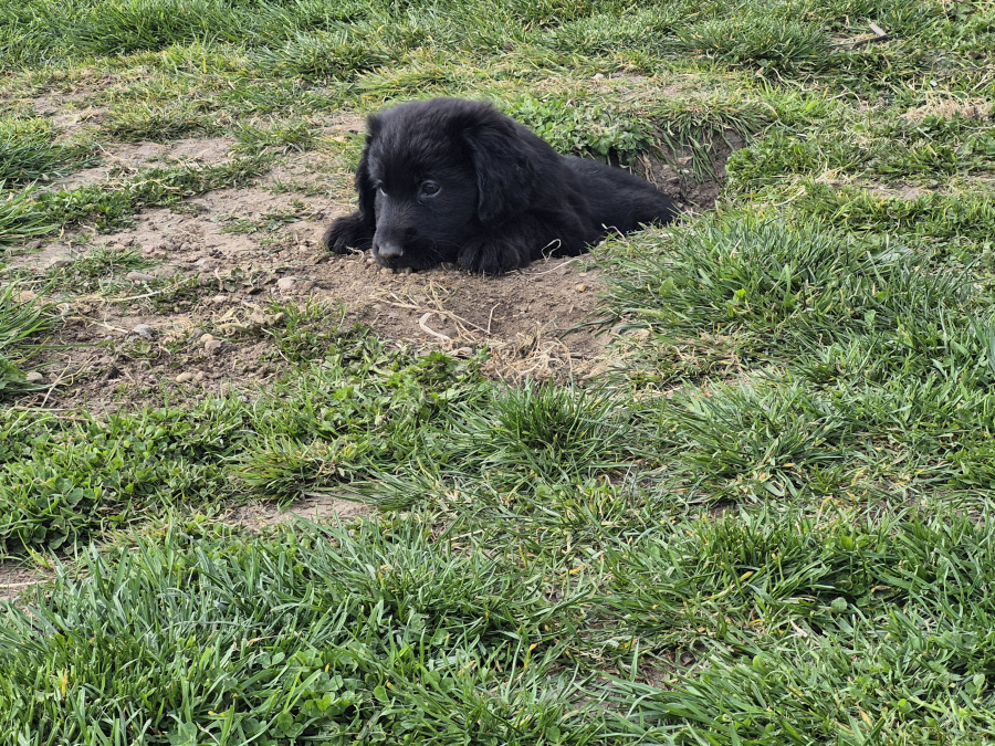 German Shepherd for sale in Wexford - photo 5