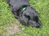 German Shepherd for sale in Wexford - photo 4