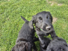 German Shepherd for sale in Wexford - photo 6