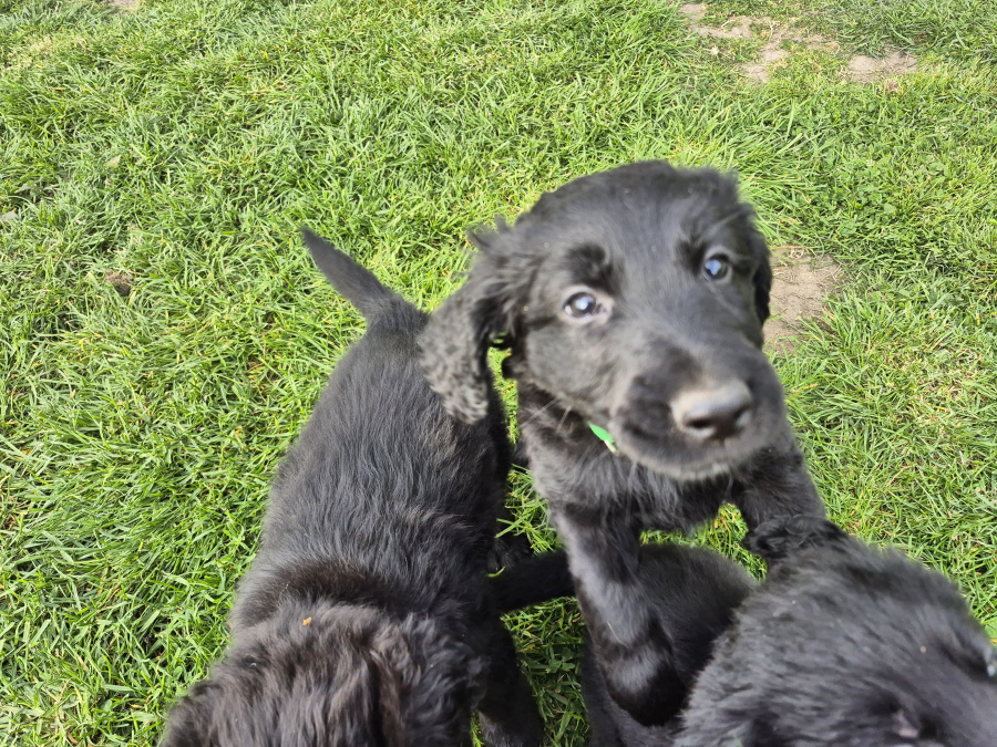 German Shepherd for sale in Wexford - photo 6