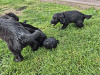 German Shepherd for sale in Wexford - photo 7