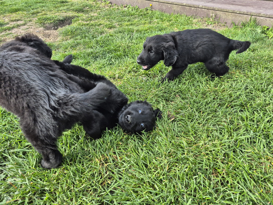 German Shepherd for sale in Wexford - photo 7