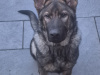 German Shepherd for sale in Dublin - photo 1