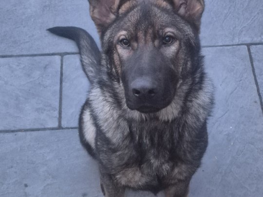Milo german shepard