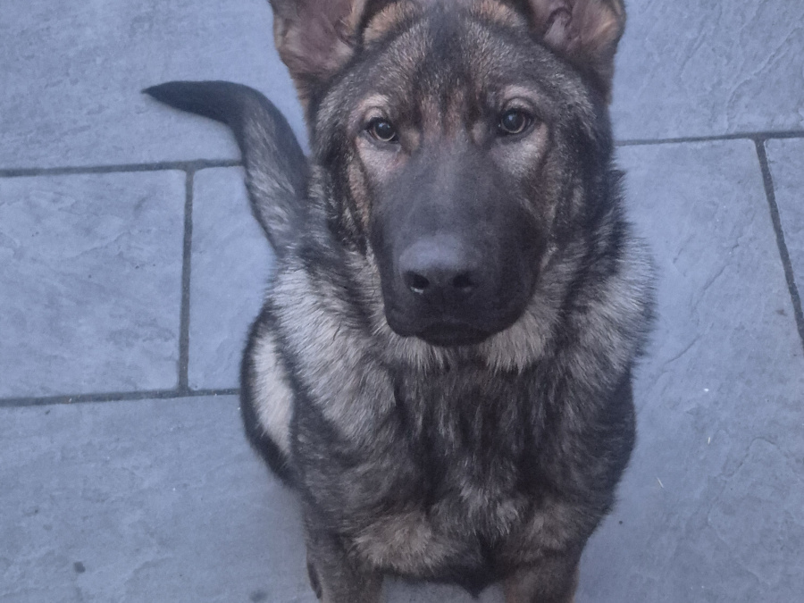German Shepherd for sale in Dublin - photo 1