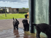 German Shepherd for sale in Wexford - photo 7