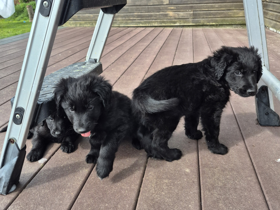 German Shepherd for sale in Wexford - photo 8