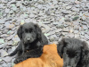 German Shepherd for sale in Wexford - photo 9