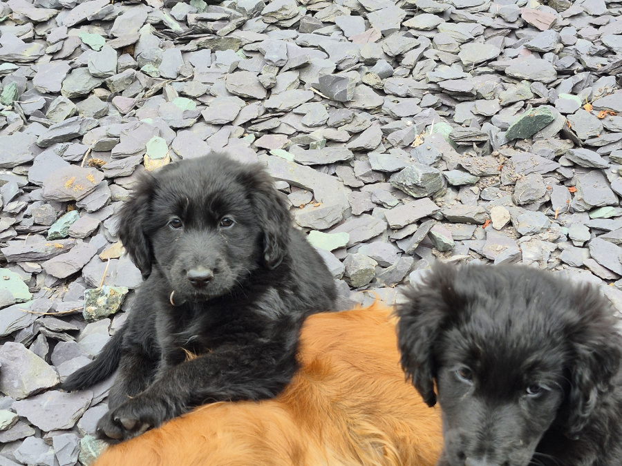German Shepherd for sale in Wexford - photo 9