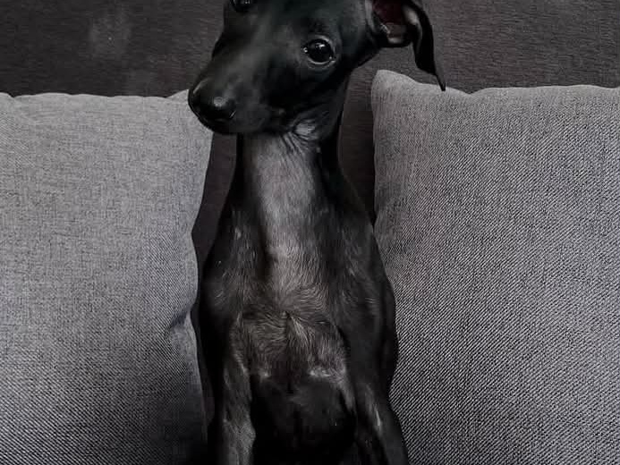 Italian Greyhound for sale in Meath - photo 3