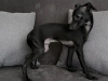 Italian Greyhound for sale in Meath - photo 4