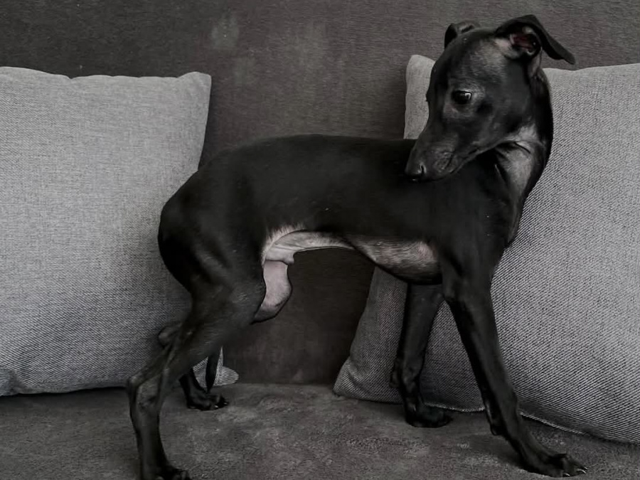 Italian Greyhound for sale in Meath - photo 4