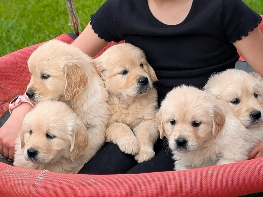 Golden Retriever for sale in Dublin - photo 1