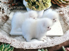 Pomeranian for sale in Dublin - photo 1