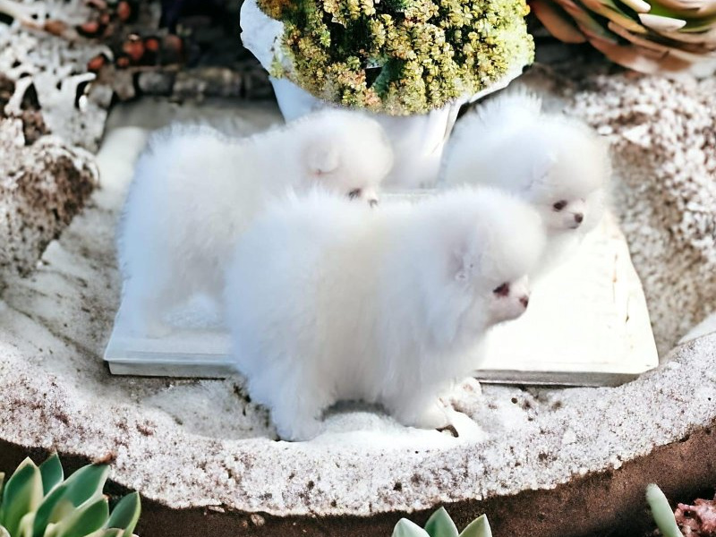 Pomeranian for sale in Dublin - photo 1