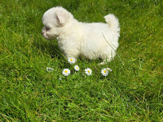 Purebred Maltese puppies looking for Their Forever homes