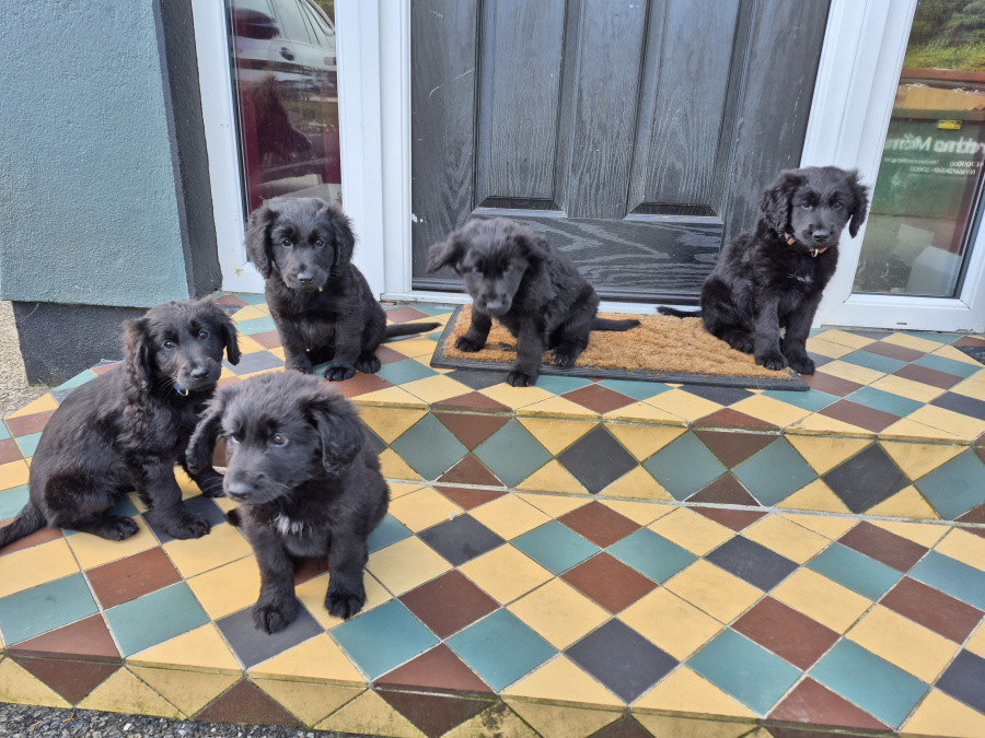 German Shepherd for sale in Wexford - photo 10