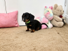 Dachshund for sale in Meath - photo 4