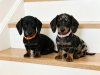 Dachshund for sale in Meath - photo 2