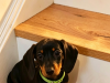 Dachshund for sale in Meath - photo 3