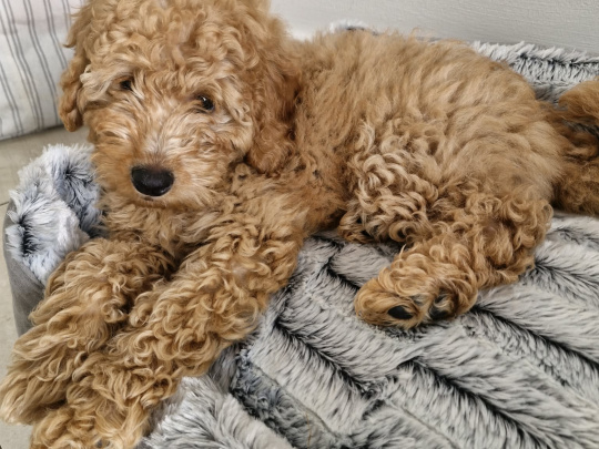 Beautiful Red Miniature Poodle Puppy 🐶❤️