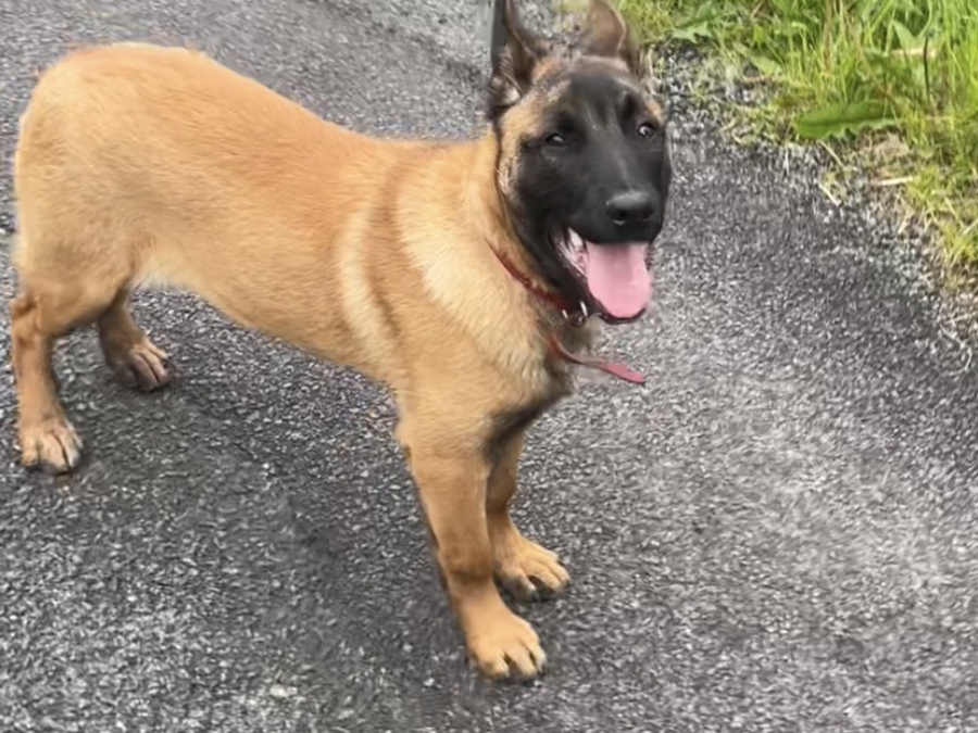 Belgian Shepherd Malinois for sale in Donegal - photo 2