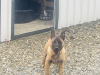 Belgian Shepherd Malinois for sale in Donegal - photo 3