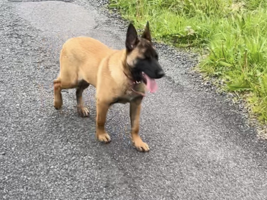 Belgian Malinois 5 month old Female